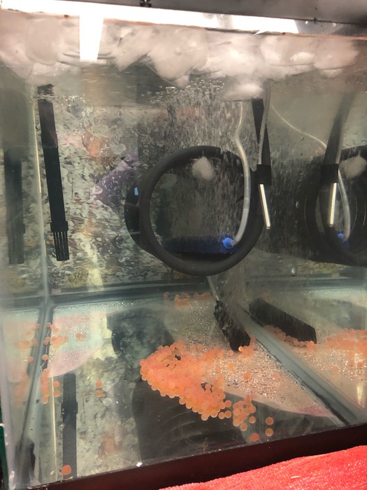 The salmon eggs are in the tank for students to observe over the next couple of months.