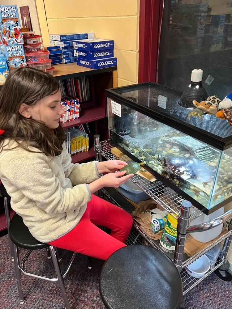 a student shows the library turtle a toy turtle