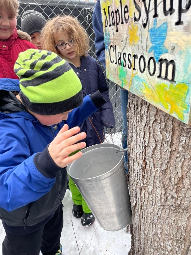 student peers into a bucket collecting maple sap